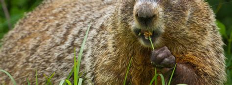 Groundhog Trapping & Removal – Groundhog under your shed or deck ...