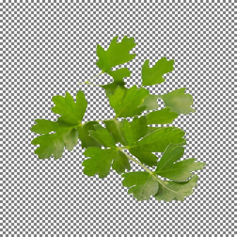 Premium Psd Fresh Parsley Isolated On White