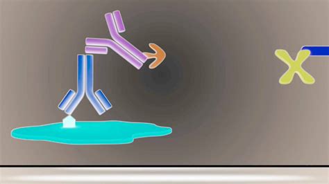 Immunocytochemistry - YouTube