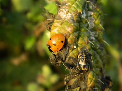 Scarce Seven Spotted Ladybird Project Noah