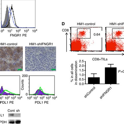 Pd L Expression On Ovarian Cancer Cells Is Induced By Ifn A Pd L