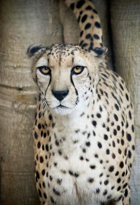 A Cheetah Lifts Its Tail On A Tree Marking Its Territory Photograph By