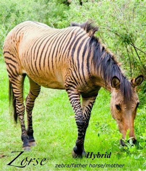 17 Best images about Zorse on Pinterest | Other, Donkeys and Horses for ...