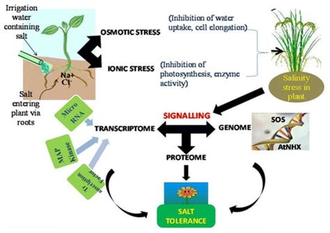 Agronomy Free Full Text Insights Into The Physiological And