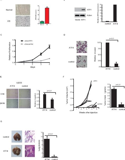 Pdf Crosstalk Between Atf And Mta Hdac Promotes Osteosarcoma