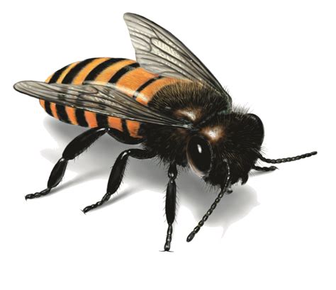 Honey Bee Transparent Background Png Mart