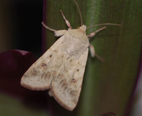 Virgin Male Moths Think Theyre Hot When Theyre Not Unews Archive