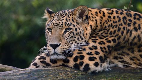 Leopard Ultra Hd 4k Wallpaperhd Animals Wallpapers4k Wallpapers