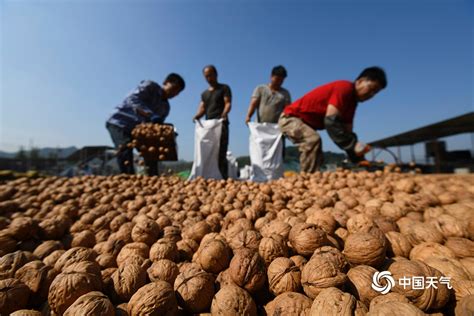 河北遵化：核桃喜丰收 天晴晾晒忙 图片频道