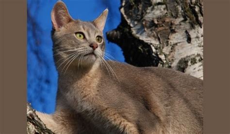 7 Abyssinian Cat Colors All You Need To Know With Pictures