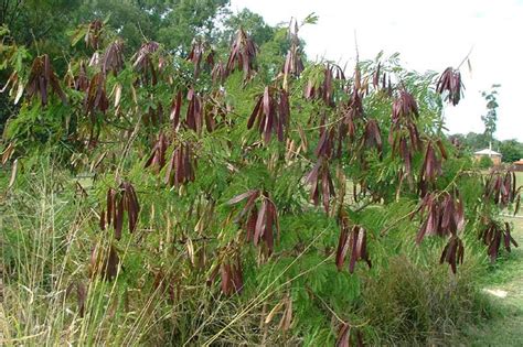 Factsheet - Leucaena leucocephala (Leucaena)