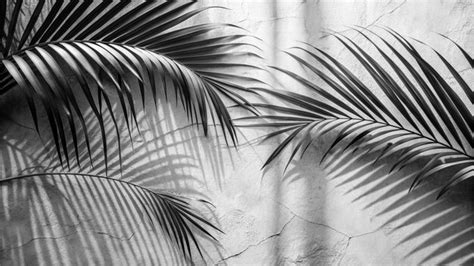 Premium Photo Abstract Gray Shadow Background Of Natural Palm Leaves