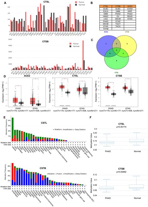 Genomic Epigenomic And Immune Subtype Analysis Of CTSL B And SARS CoV