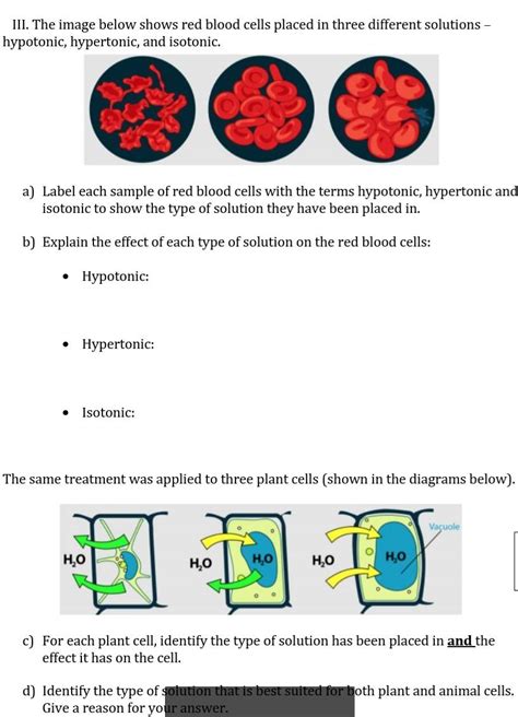 Solved III The Image Below Shows Red Blood Cells Placed In Chegg