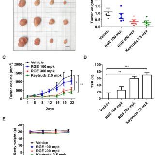 Antitumor Effect Of Rge In A Human Pd Pd L Mc Cell Allograft Mouse