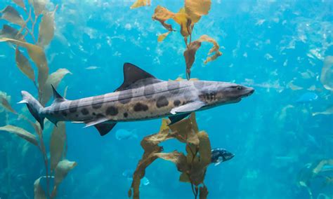 Leopard Shark A Z Animals