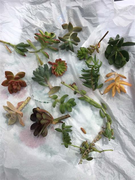 How To Propagate Succulents Succulents 101