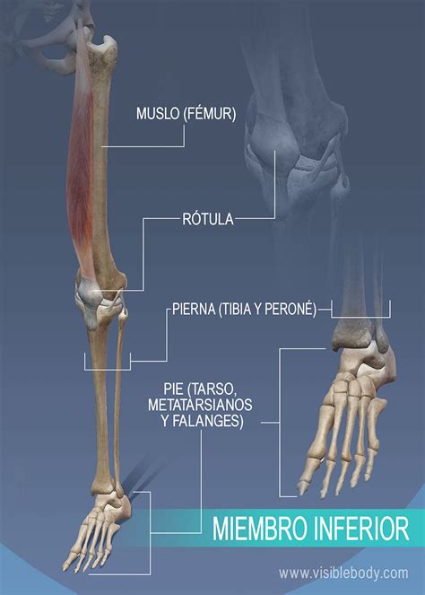 Piernas Del Sistema Esquelético