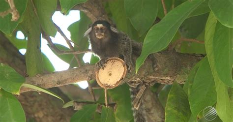 G1 Sobe para 25 o número de mortes de macacos por febre amarela na