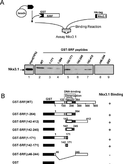 Mapping The Domain Of Srf Required For Interaction With Nkx A The