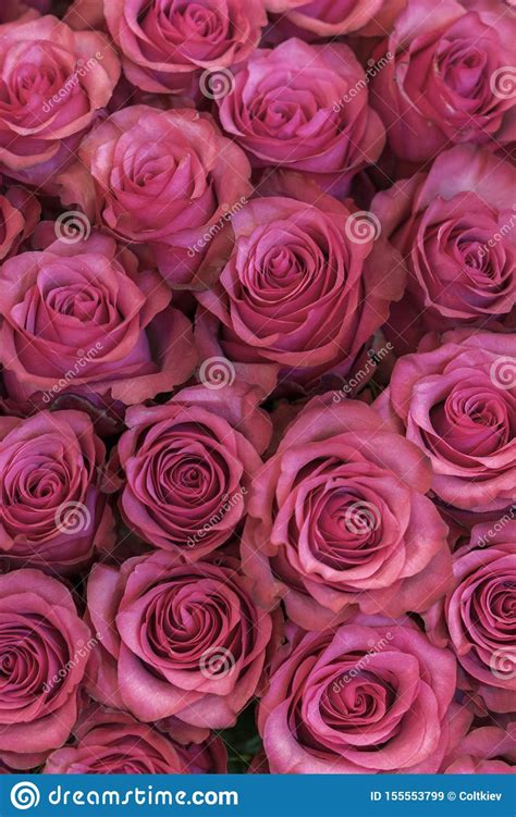 Fondo De Las Rosas Del Rosa Y Del Melocot N Rosas Rosadas Frescas Un