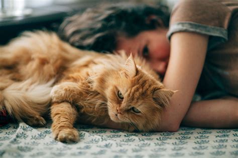 Orange Cat Breeds Medium Hair Annett Hollis