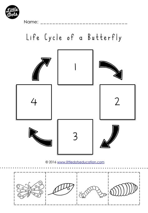 Caterpillar Life Cycle Worksheet