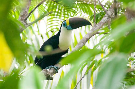 Red-billed Toucan - Ramphastos tucanus