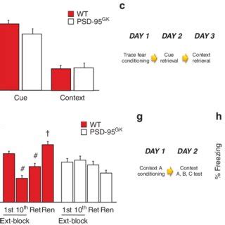 Postsynaptic Density Psd Deletion Does Not Affect Retrieval Of