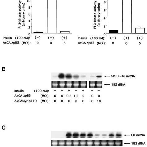 Effects Of A Dominant Negative Mutant Of Pi Kinase P On The