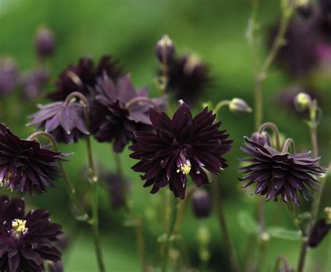 25 Black Nora Barlow Columbine Flower Seeds New Hill Farms