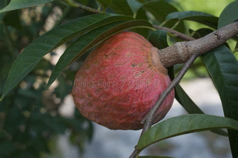 Mulwo Fruits Ripen In The Trees Ready To Be Picked Stock Image Image