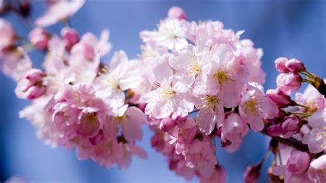 Wallpaper Food Branch Fruit Cherry Blossom Pink Spring Flower