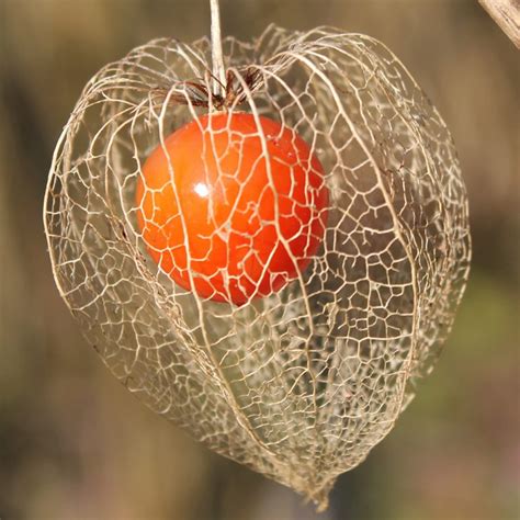 Physalis Alkekengi Var Franchetii Gigantea Urban Jungle Plant Nursery