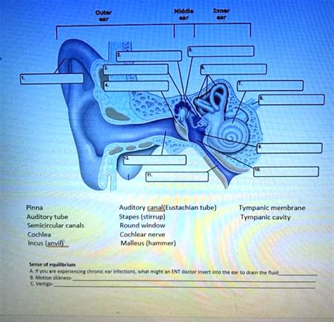 SOLVED: Aiddle Pinna Auditory tube Semicircular canals Cochlea Incus ...