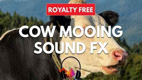 Cow Mooing Sound Effect Youtube