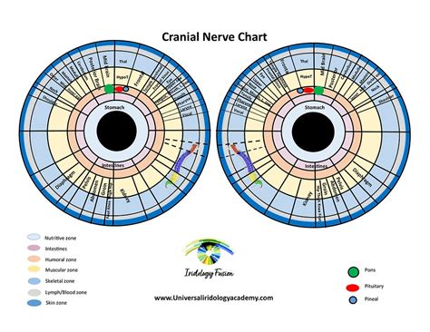 Cranial Nerve and Muscle Mapping Chart | Universal Iridology