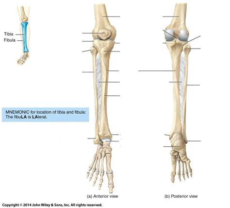 Tibia And Fibula Diagram Quizlet