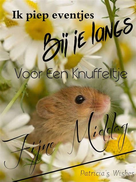 Pin Van D Biben Op Goodmorning Goedenmiddag Grappig Plaatje Citaten