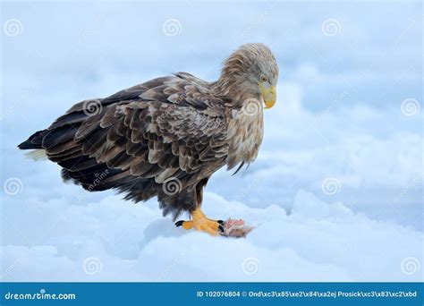 Bird Talons Stock Photos - Royalty Free Pictures