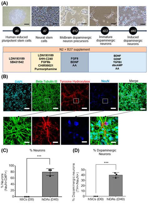 Antioxidants Free Full Text Ergothioneine Mediated Neuroprotection