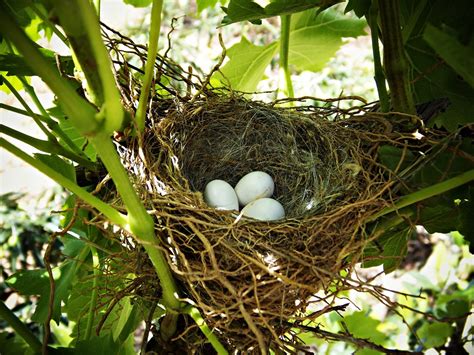 Nest Eggs Life · Free photo on Pixabay