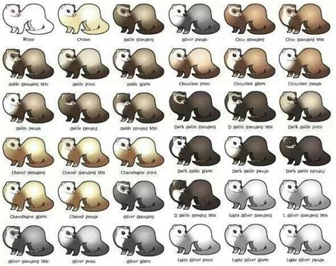 Ferret color chart | Cute ferrets, Ferret colors, Ferret