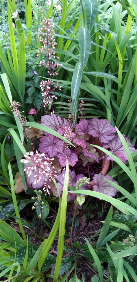 Purple Leaved Plants For The Garden Fasci Garden