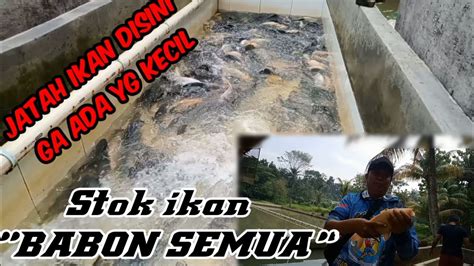 Umpan Ikan Mas Murah Ini Makin Menggila Di Empang YouTube