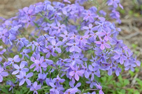 Phlox stolonifera Archives - pegplant