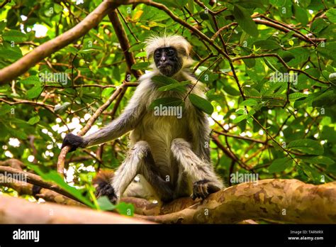 wild monkey sits   tree  wild nature  african jungle  zanzibar