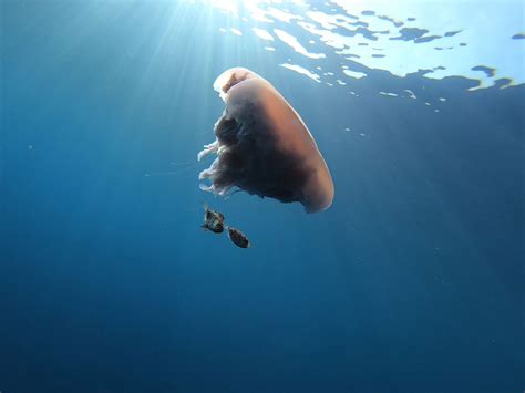 Marine Ecology Course Mini Internship Big Blue Conservation