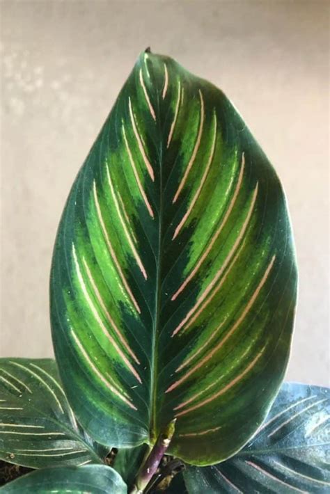 How To Grow And Care For Calathea Ornata Beauty Star Homes Pursuit