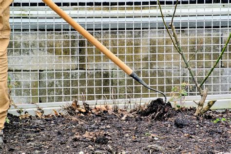 Planting Sweet Peas in My Garden - The Martha Stewart Blog